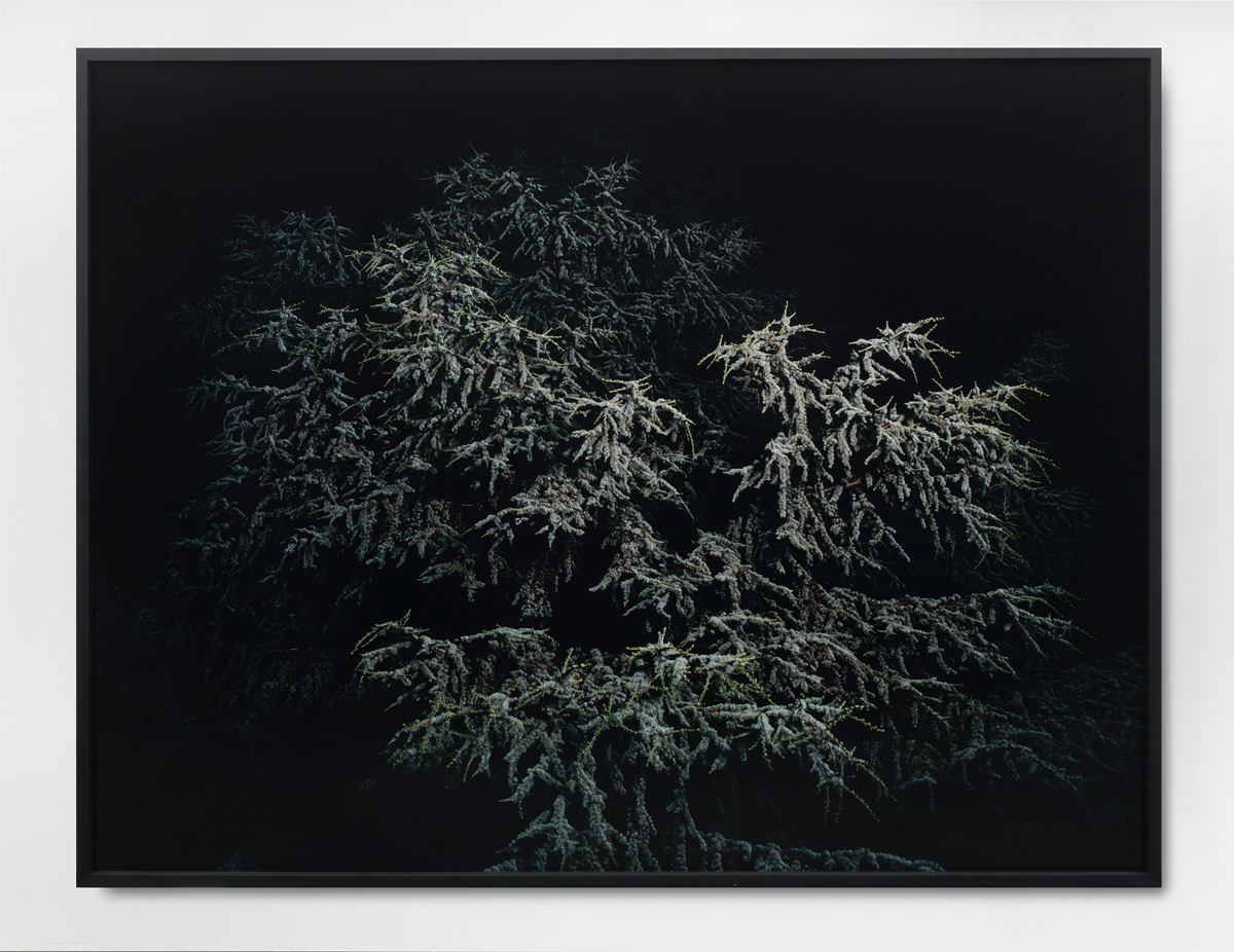 Untitled, 2010. C-print. 59 x 78 ¾ inches, framed.